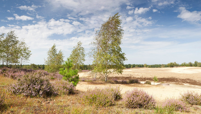 Maasduinen Limburg