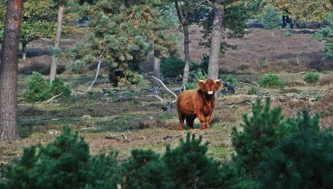 Plasmolen en Molenhoek.