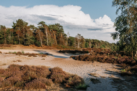 Nationaal Park De Maasduinen